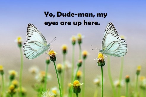 butterfly-1127666_640 2