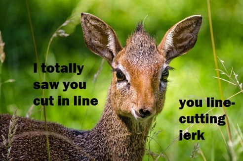 dik-dik-958208_640 2