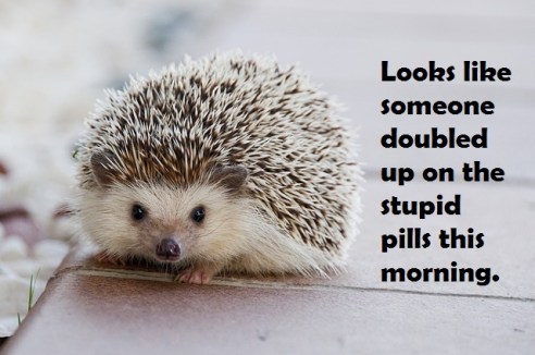 hedgehog-1215140_640 2