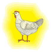 chicken-45944_640